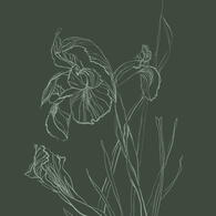 Ornament #2 Outline of an iris flower